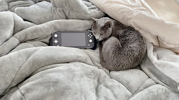 猫ふとん